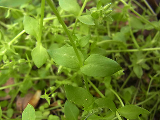 Moehringia trinervia