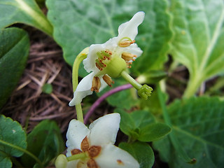 Moneses uniflora