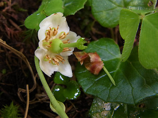 Moneses uniflora