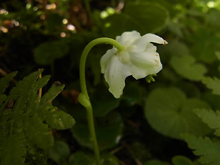 Moneses uniflora