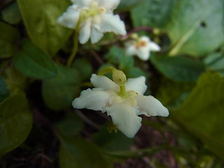 Moneses uniflora