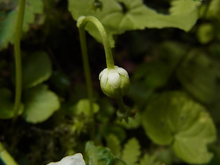 Moneses uniflora