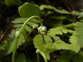 Moneses uniflora