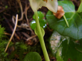 Moneses uniflora