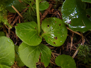 Moneses uniflora