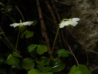 Moneses uniflora