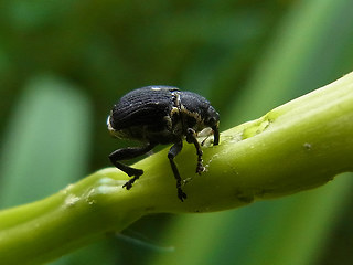 Mononychus punctumalbum