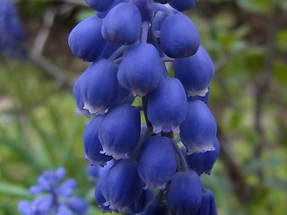 Muscari botryoides