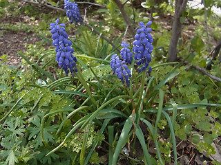 Muscari botryoides