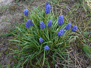 Muscari botryoides