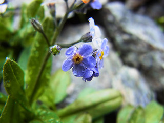 Myosotis alpestris