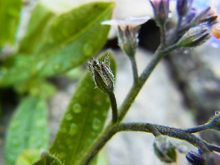 Myosotis alpestris