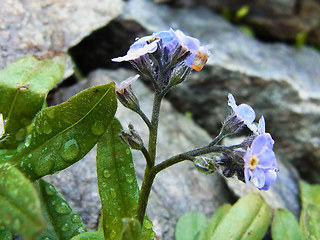 Myosotis alpestris