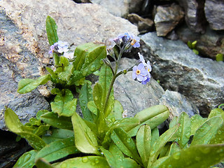 Myosotis alpestris