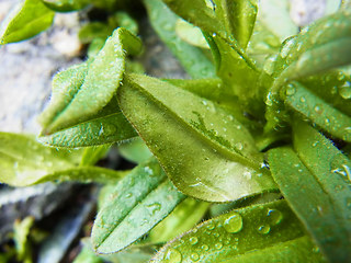 Myosotis alpestris