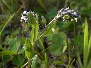 Myosotis discolor