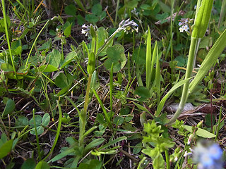 Myosotis discolor