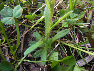 Myosotis discolor