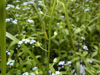 Myosotis laxa