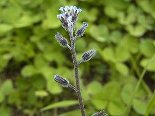 Myosotis ramosissima