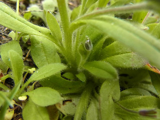 Myosotis ramosissima