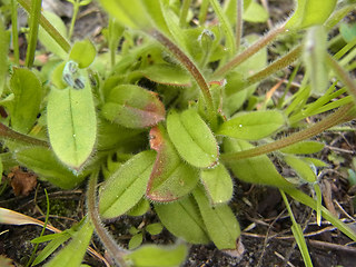 Myosotis ramosissima