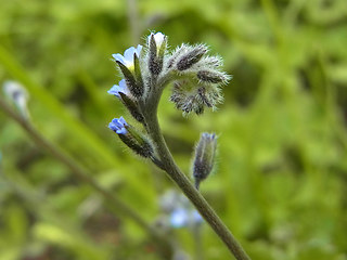 Myosotis ramosissima