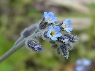 Myosotis ramosissima