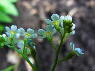 Myosotis scorpioides