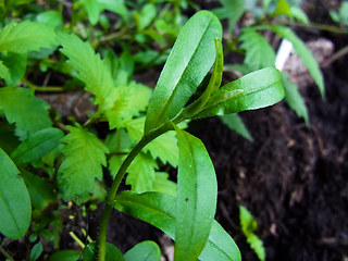 Myosotis scorpioides