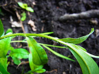 Myosotis scorpioides