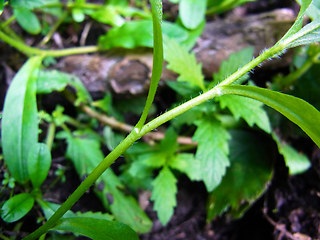 Myosotis scorpioides