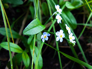 Myosotis scorpioides