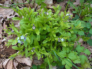 Myosotis sylvatica