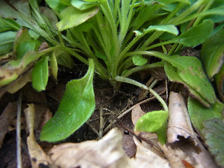 Myosotis sylvatica