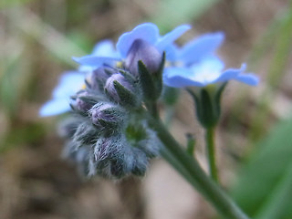 Myosotis sylvatica