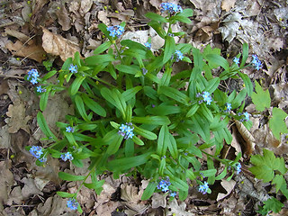 Myosotis sylvatica