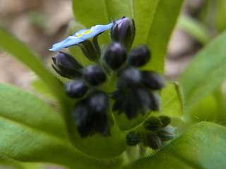 Myosotis sylvatica