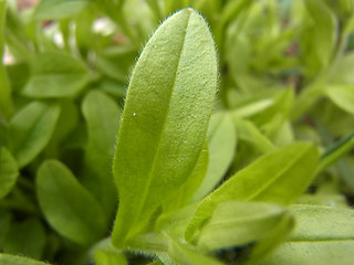 Myosotis sylvatica