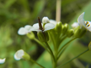 Nasturtium officinale