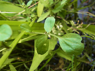 Nasturtium officinale