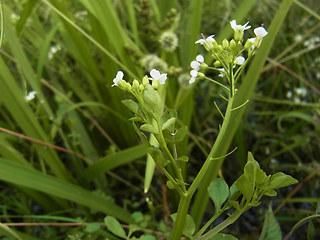 Nasturtium officinale