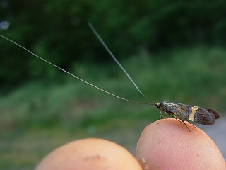 Nemophora degeerella