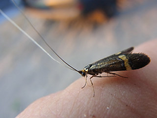 Nemophora degeerella