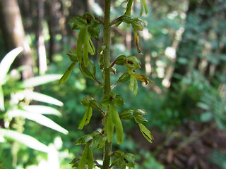 Neottia ovata