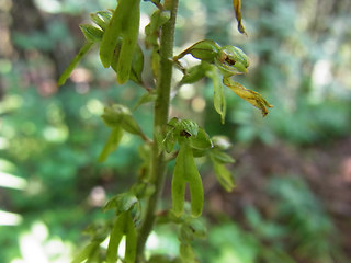 Neottia ovata