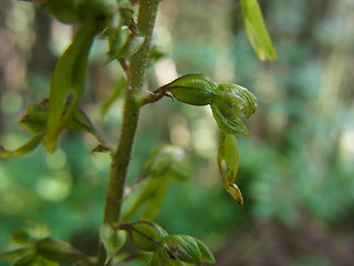 Neottia ovata