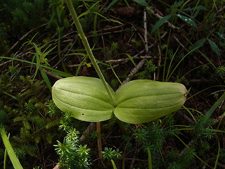 Neottia ovata