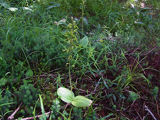 Neottia ovata