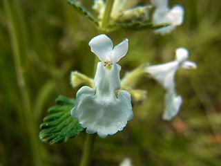 Nepeta racemosa